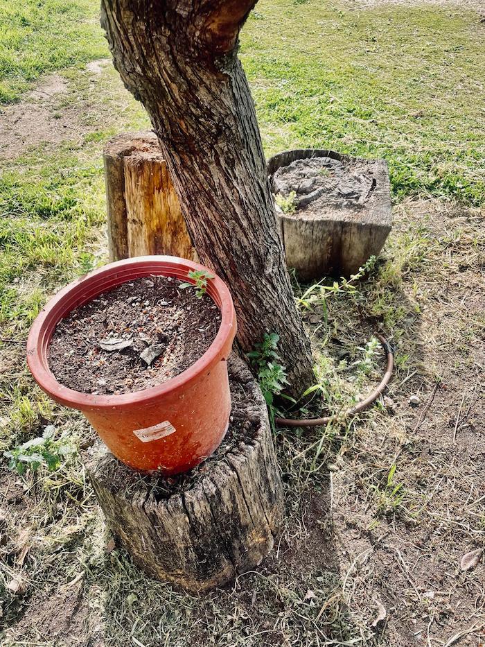 tronco jardín
